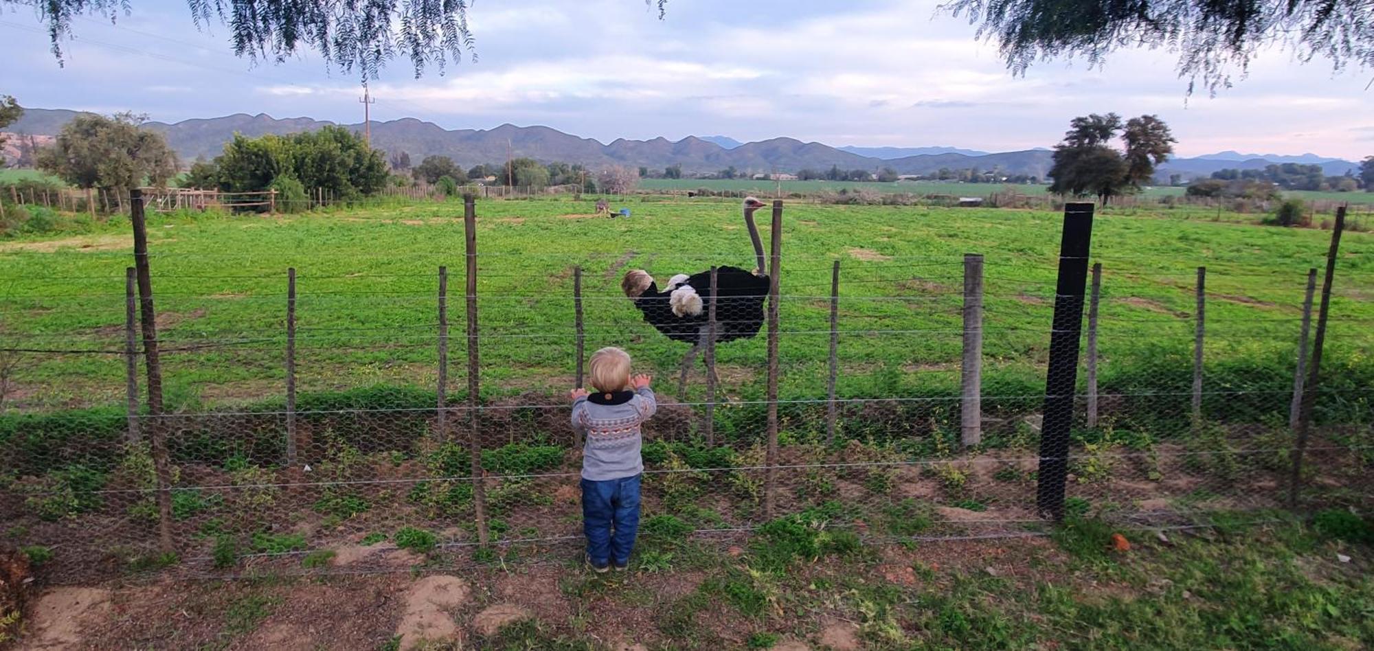 Karoo Leeu Self Catering Villa Oudtshoorn Eksteriør billede