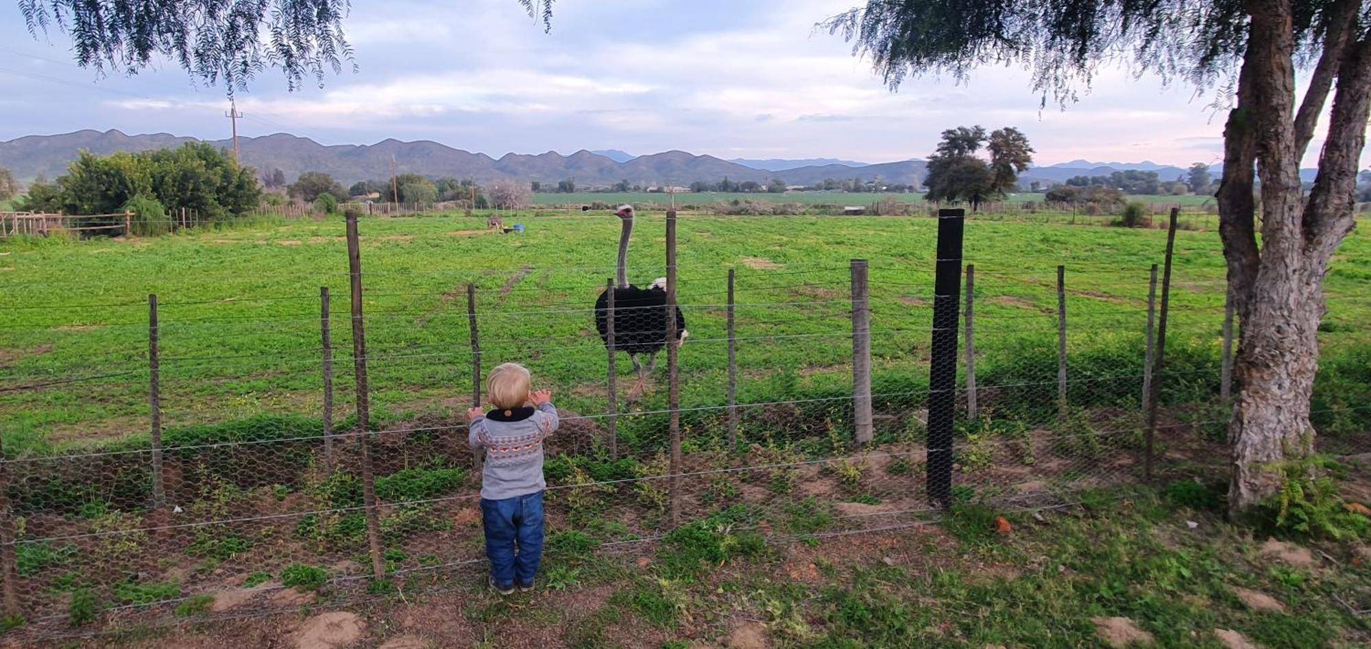 Karoo Leeu Self Catering Villa Oudtshoorn Eksteriør billede